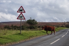 Cow - Exmoor National Park