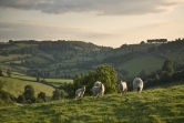 Somerset sheep