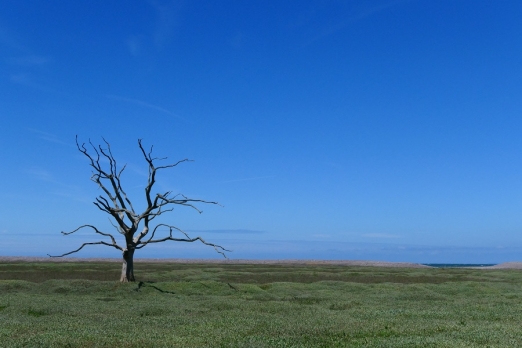 The ghost of an oak tree stands sentinel on former farmland now Porlock Marsh 