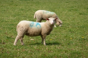 Farming in Somerset