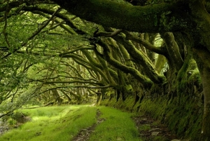 Beeches on River Barle, Exmoor